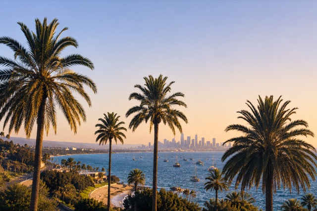 California palm trees